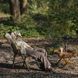 Крісло складане Naturehike CNK2550JJ010, сталь, чорний 6927595788691 &ndash; фото 5